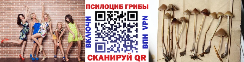 Псилоцибиновые грибы MAGIC MUSHROOMS  цены   кракен зеркало  Апшеронск 